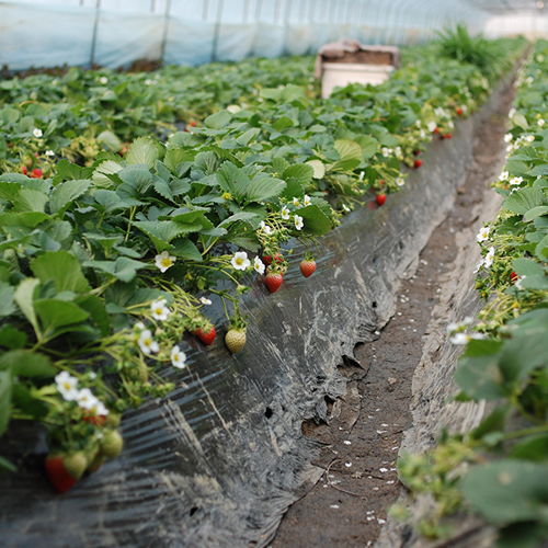 草莓基地 草莓基地